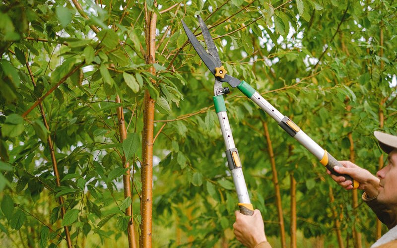 Tree trimming in Tecumseh, KS